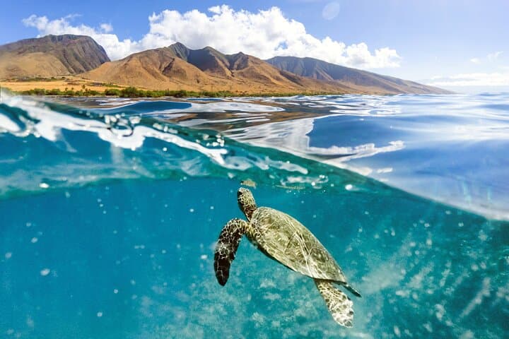 Turtles & Tacos: Maui Luxury Catamaran Snorkel and Taco Bar