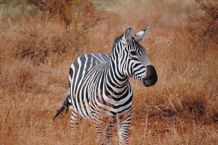 Tsavo East Full-Day Safari from Mombasa — Red Elephants, Aruba Dam & Open Savannah photo 1