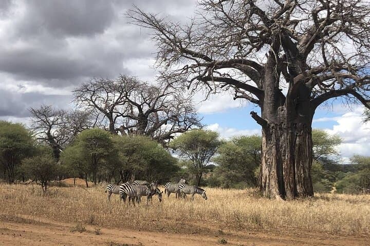 Tsavo East Full-Day Safari from Mombasa — Red Elephants, Aruba Dam & Open Savannah photo 2