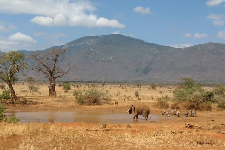 Tsavo East Full-Day Safari from Mombasa — Red Elephants, Aruba Dam & Open Savannah photo 4