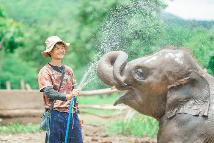 Full-Day Elephant Sanctuary Mahout Experience near Chiang Mai