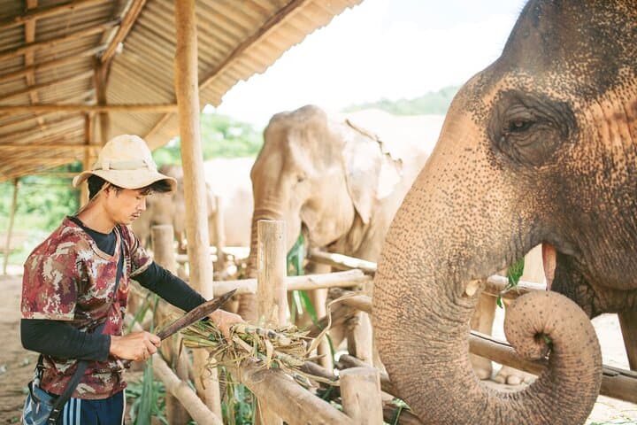 Full-Day Elephant Sanctuary Mahout Experience near Chiang Mai photo 2