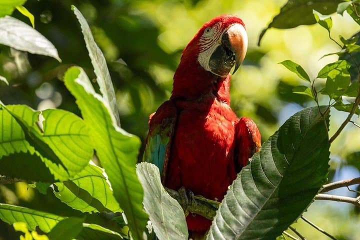 3-Day Manu National Park Tour — Treehouse Inn, Macaw Clay Licks & Night Wildlife