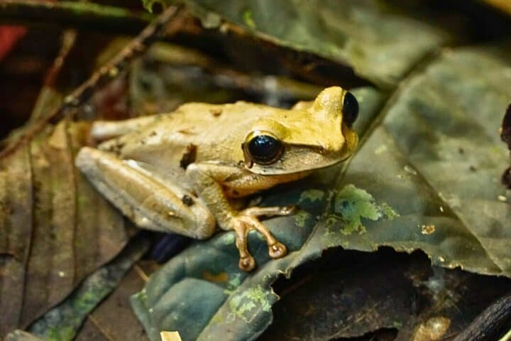 5-Day Manu National Park Amazon Jungle Expedition from Cusco