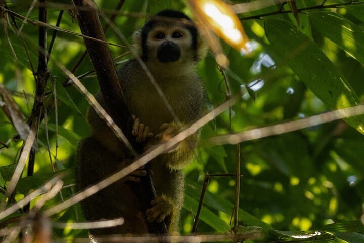 4-Day Manu National Park Jungle Tour from Cusco photo 5