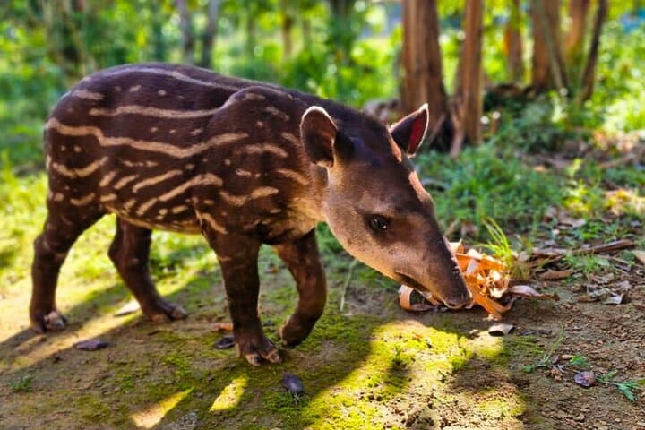 4-Day Manu National Park Jungle Tour from Cusco