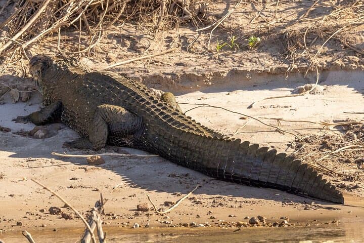 6-Day Manu Jungle Adventure: Amazon Wildlife, Parrot Clay Licks & Jaguar Spotting