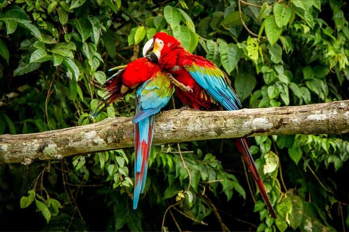 5-Day Manu National Park Amazon Jungle Expedition from Cusco photo 4