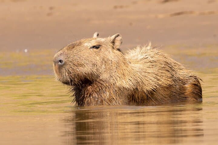 6-Day Manu Jungle Adventure: Amazon Wildlife, Parrot Clay Licks & Jaguar Spotting photo 6