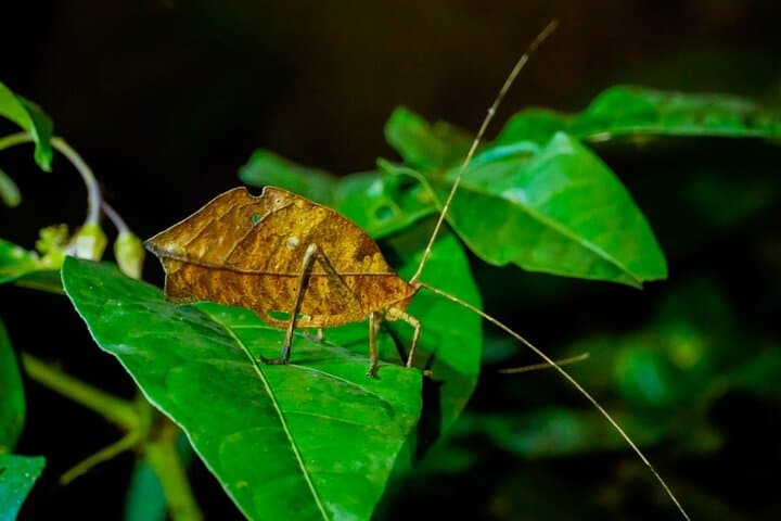 5-Day Manu National Park Amazon Jungle Expedition from Cusco photo 5