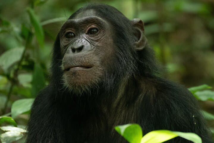 3-Day Kibale Chimpanzee Trekking: Kibale National Park Primate Safari