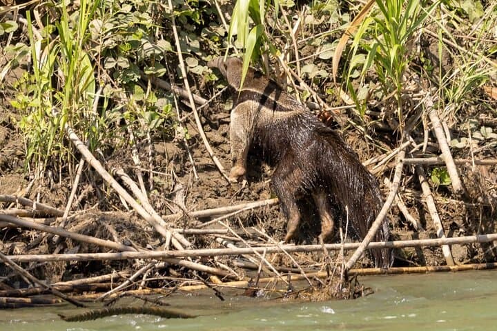 6-Day Manu Jungle Adventure: Amazon Wildlife, Parrot Clay Licks & Jaguar Spotting photo 5