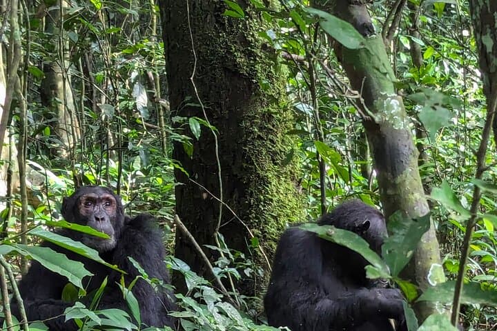 3-Day Kibale Chimpanzee Trekking: Kibale National Park Primate Safari photo 5