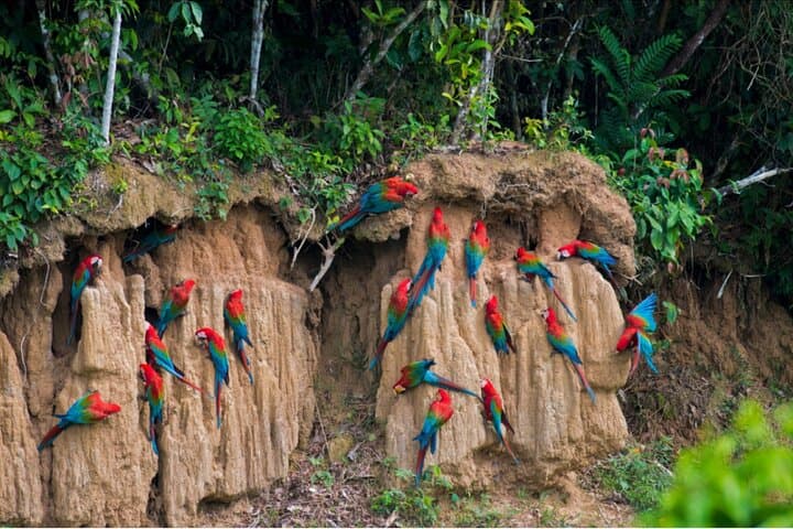 Into Manu National Park: 7-Day Amazon Wildlife Expedition from Cusco photo 4