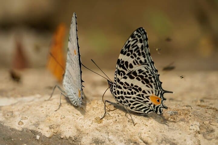 Into Manu National Park: 7-Day Amazon Wildlife Expedition from Cusco photo 3