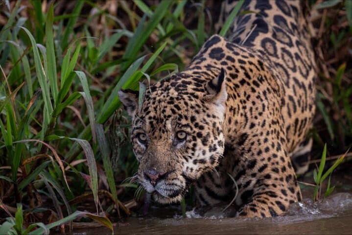 Into Manu National Park: 7-Day Amazon Wildlife Expedition from Cusco
