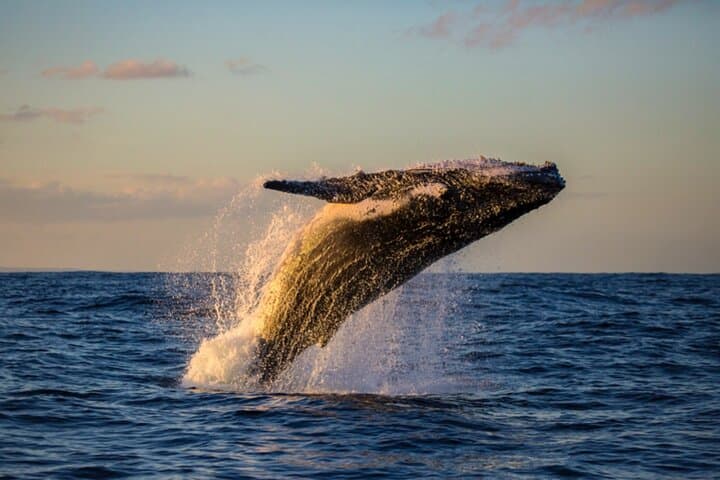 BYOB Sunset Whale Watching Cruise at Kewalo Basin — Oahu Humpback Experience photo 4
