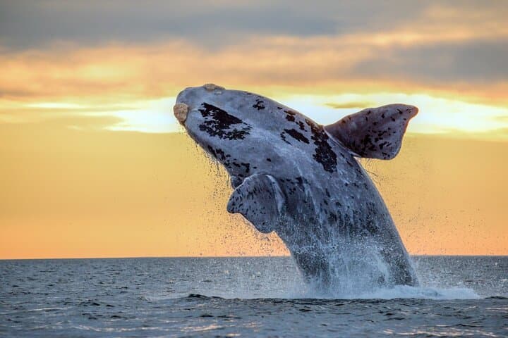 BYOB Sunset Whale Watching Cruise at Kewalo Basin — Oahu Humpback Experience photo 2