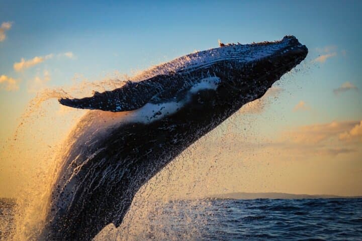 BYOB Sunset Whale Watching Cruise at Kewalo Basin — Oahu Humpback Experience photo 5