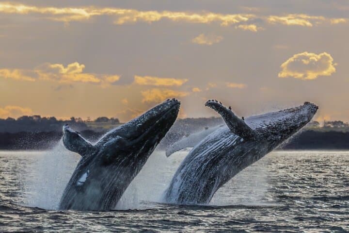 BYOB Sunset Whale Watching Cruise at Kewalo Basin — Oahu Humpback Experience photo 6