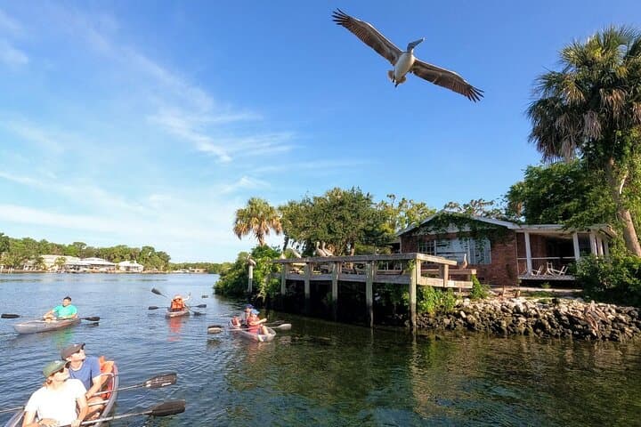 Clear Kayak Manatee Viewing Sunset & Glow Tour — Crystal River Kings Bay photo 6