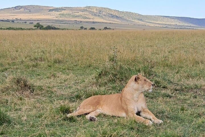 3-Day Samburu National Reserve Safari: Wildlife, Culture & Where to Stay