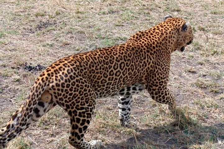 3-Day Samburu National Reserve Safari: Wildlife, Culture & Where to Stay photo 2