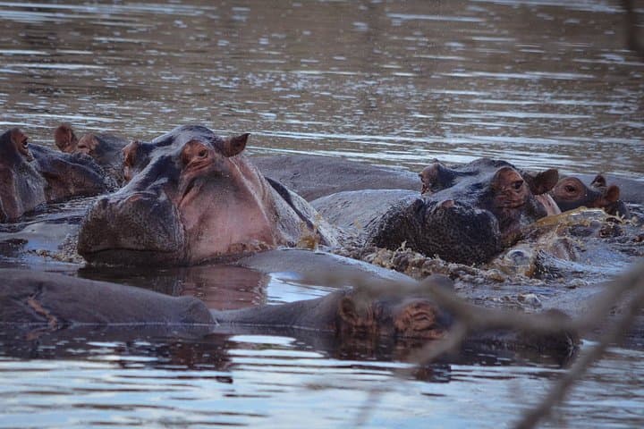 Selous Game Reserve 1-Day Safari from Zanzibar: Flights, Game Drives & Bush Lunch photo 3