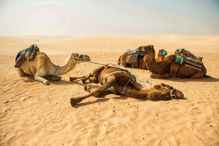Great Raid of Southern Tunisia: 3-Day Matmata, Douz & Tozeur Sahara Tour