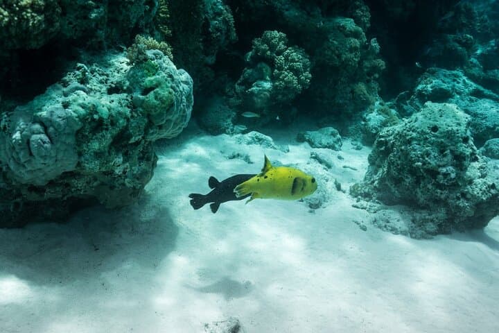 Mnemba Island Snorkeling Adventure — Clear Reefs & Marine Life off Zanzibar photo 5