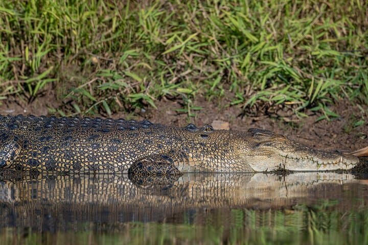 Kakadu Yellow Water Sunset Cruise & Evening Tour from Darwin photo 4