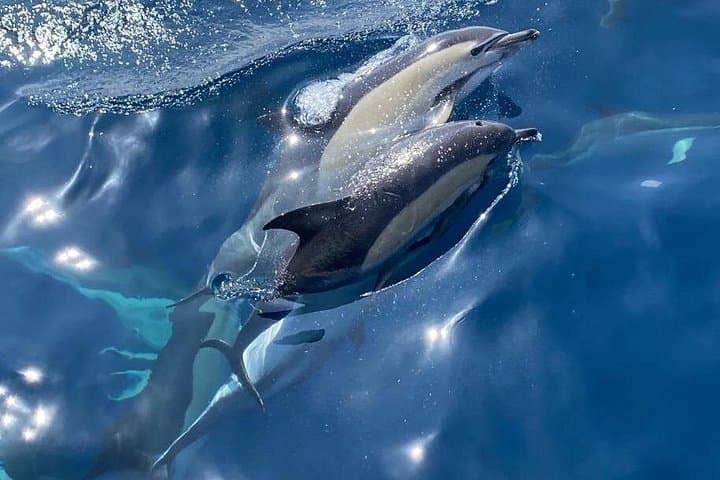 Sailing La Herradura: Dolphin-Watching & Snorkeling in Maro-Cerro Gordo photo 2