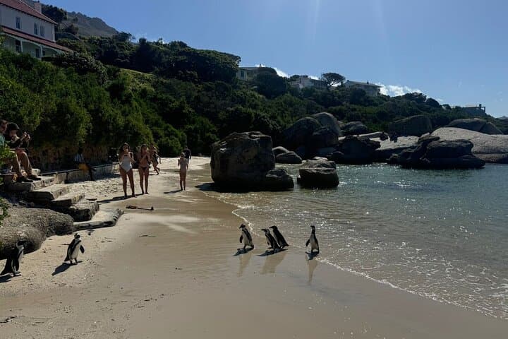 Cape Peninsula Private Tour: Cape Point, Boulders Penguin Beach & Chapman's Peak