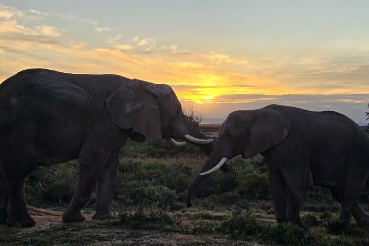 Aquila Game Reserve Safari from Cape Town — Big Five Game Drive with Lunch photo 2