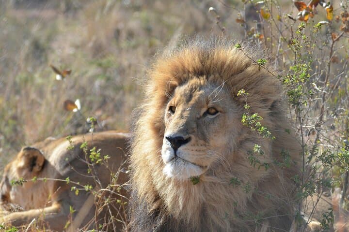 Aquila Game Reserve Safari from Cape Town — Big Five Game Drive with Lunch