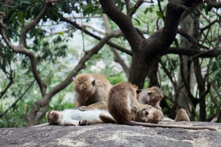 Sigiriya and Dambulla Day Tour from Kalutara — Climb Lion Rock & Dambulla Cave Temple photo 4