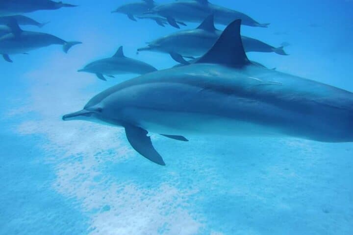Sharm El Sheikh Dolphin Show — Family Marine Adventure & Education photo 4