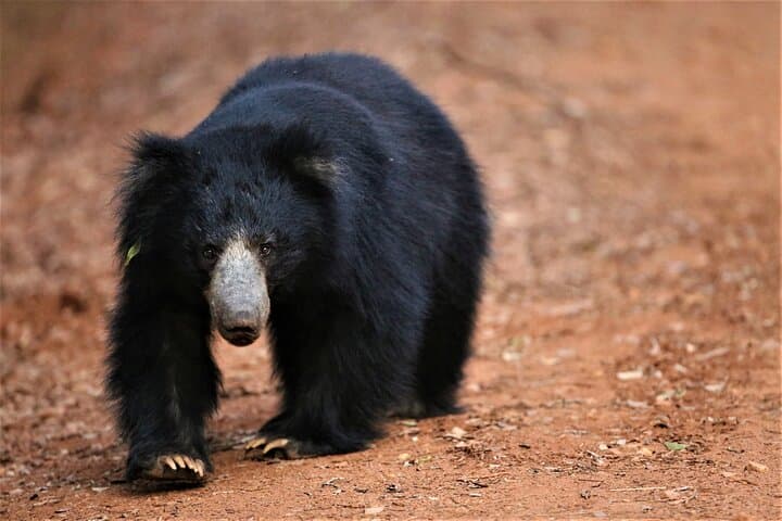 Wilpattu National Park Day Safari from Anuradhapura — Leopard, Sloth Bear & Willus photo 2