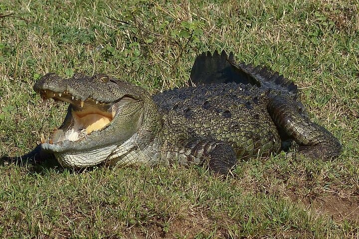 Wilpattu National Park Day Safari from Anuradhapura — Leopard, Sloth Bear & Willus photo 3