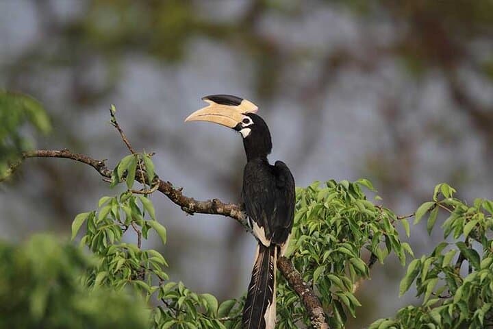 Wilpattu National Park Day Safari from Anuradhapura — Leopard, Sloth Bear & Willus photo 4