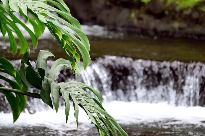 Hot Springs Pura Vida: Arenal Thermal River Soak & Rainforest Walk photo 3