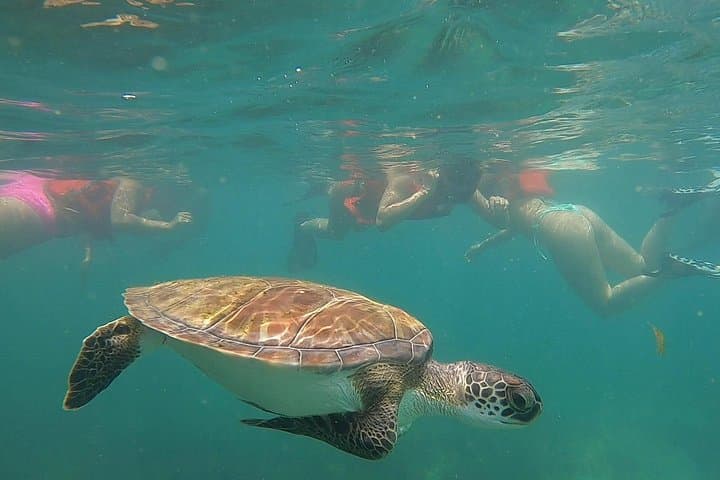 Snorkeling with Green Sea Turtles at Escamron Beach, San Juan photo 4