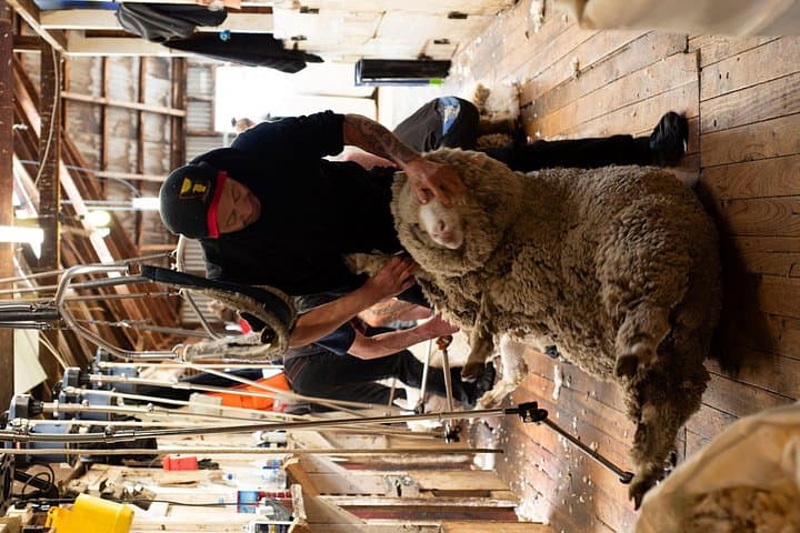 Mt Hay Farm Experience: Lake Tekapo Merino Sheep Show & Sheepdog Demonstration