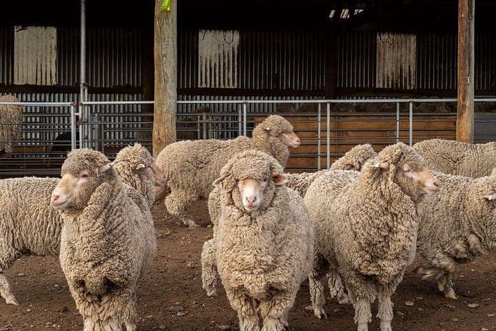 Mt Hay Farm Experience: Lake Tekapo Merino Sheep Show & Sheepdog Demonstration photo 3