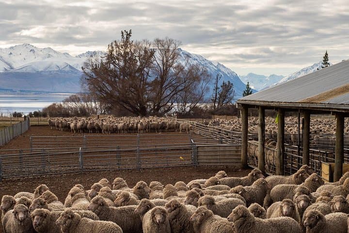 Mt Hay Farm Experience: Lake Tekapo Merino Sheep Show & Sheepdog Demonstration photo 4