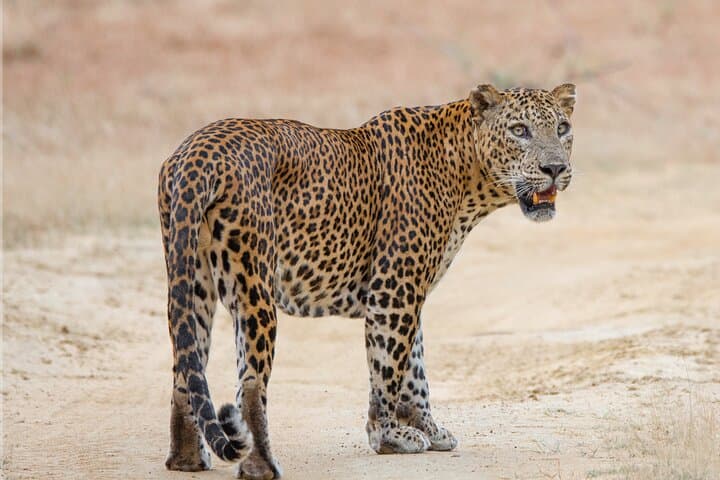 Yala National Park Leopard Safari with Dinuka Safari — Morning & Full-Day Jeep Tours photo 1