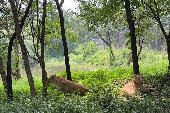Bannerghatta Jeep Safari from Bangalore — Private Transfer & Wildlife Adventure photo 5