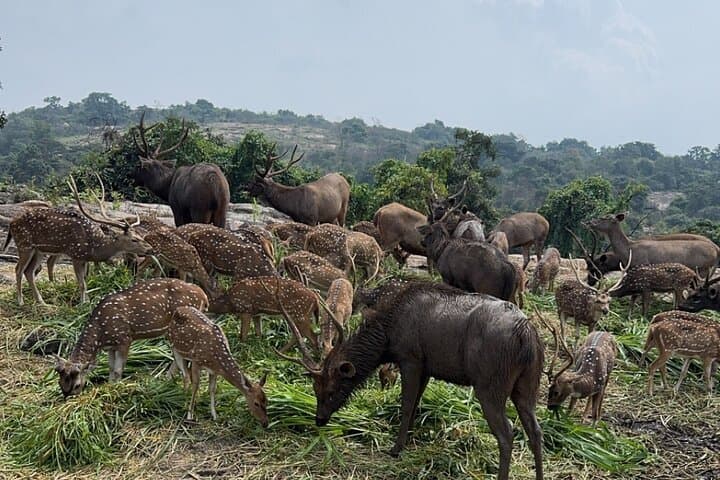 Bannerghatta Jeep Safari from Bangalore — Private Transfer & Wildlife Adventure photo 2