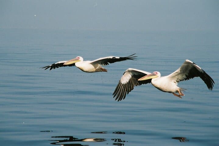 Walvis Bay Seal and Dolphin Catamaran Cruise with Oyster Tasting