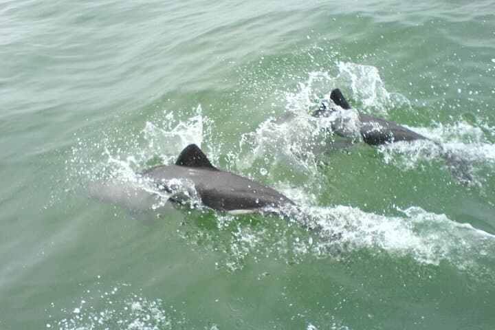 Walvis Bay Seal and Dolphin Catamaran Cruise with Oyster Tasting photo 3